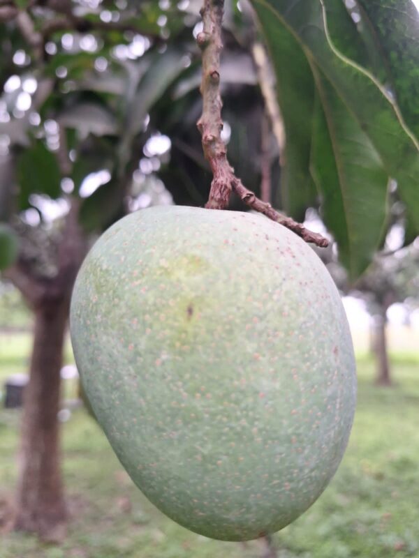 হিমসাগর আম - রাজশাহীর খাঁটি স্বাদ - Image 3