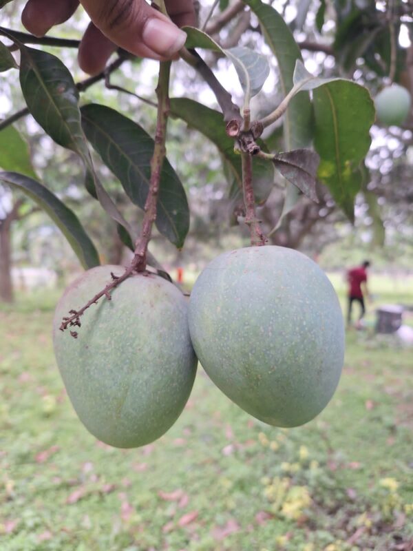হিমসাগর আম - রাজশাহীর খাঁটি স্বাদ - Image 4
