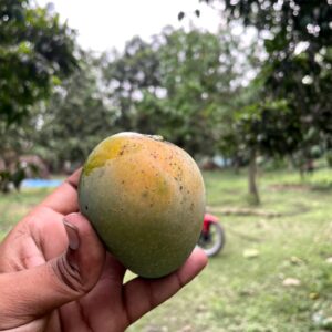 হিমসাগর আম - রাজশাহীর খাঁটি স্বাদ