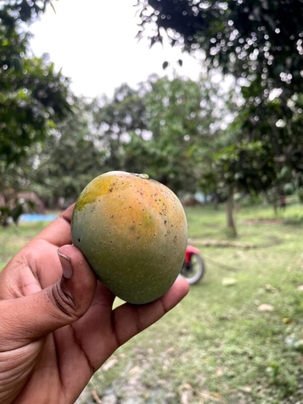 হিমসাগর আম - রাজশাহীর খাঁটি স্বাদ